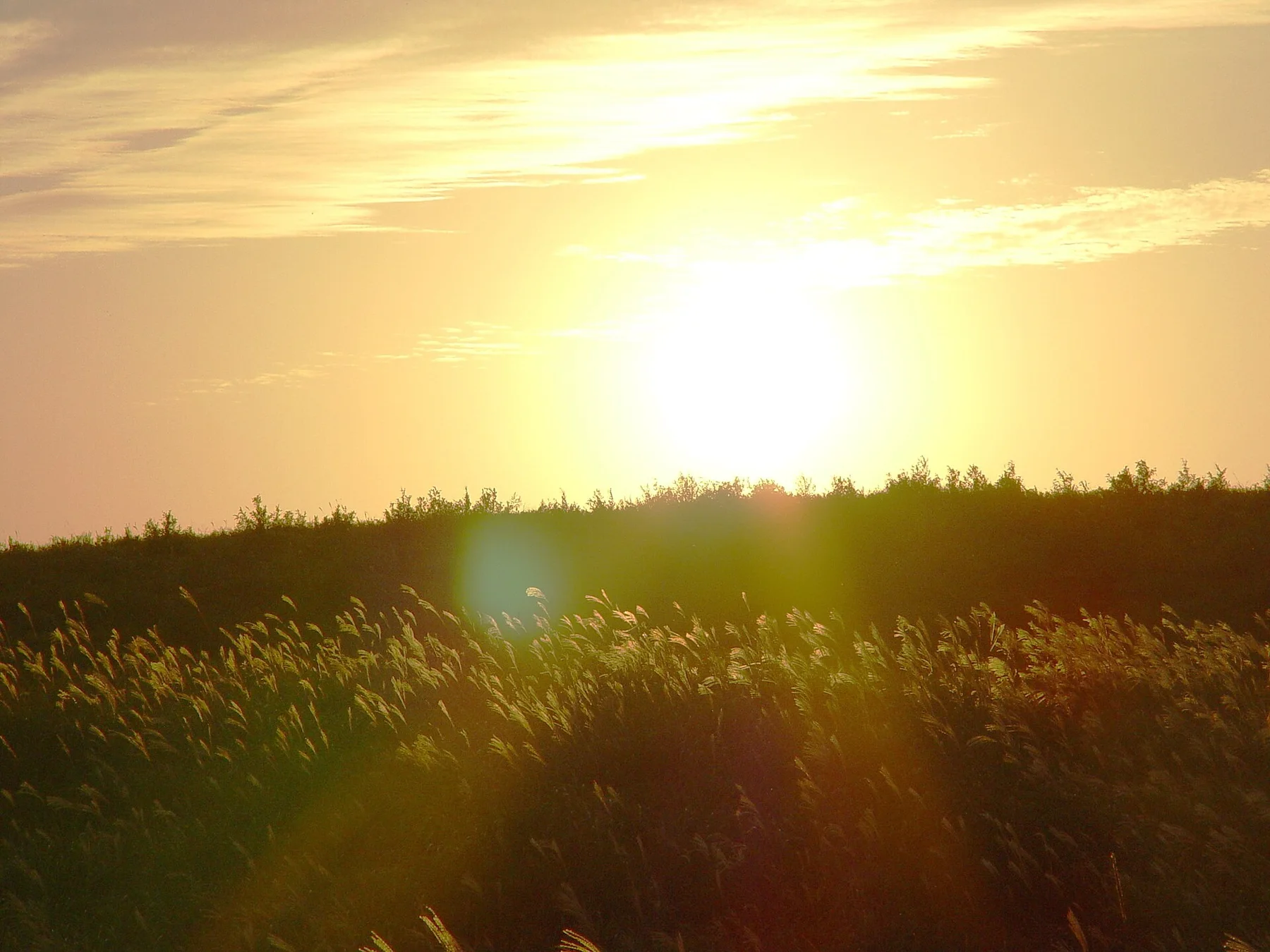 Dusk of a golden silver grass field ススキ野原の夕暮れ1 - panoramio