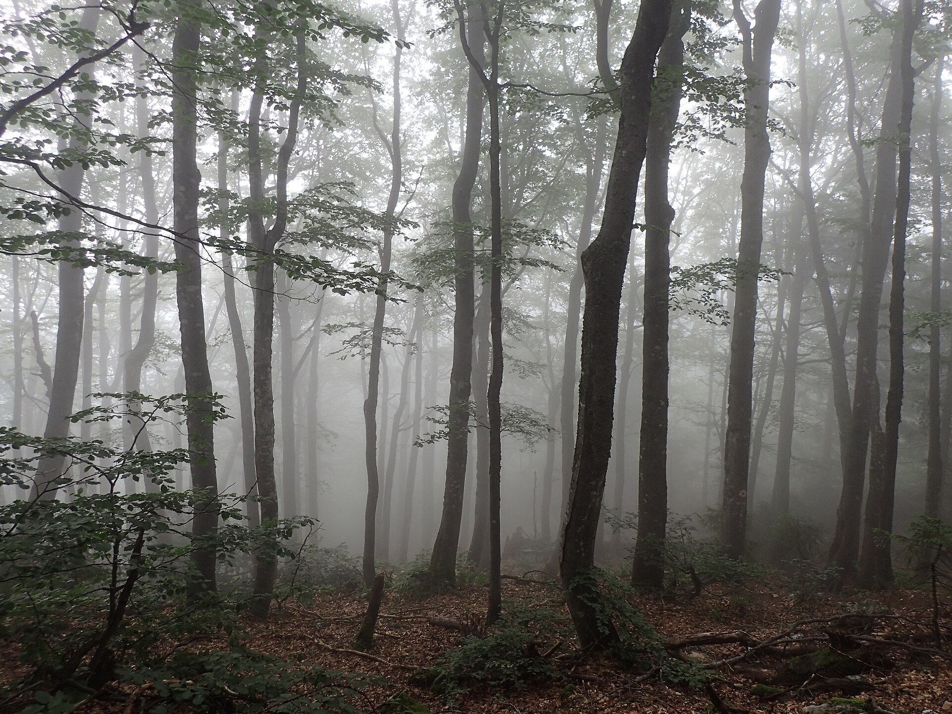 Padis forest 02