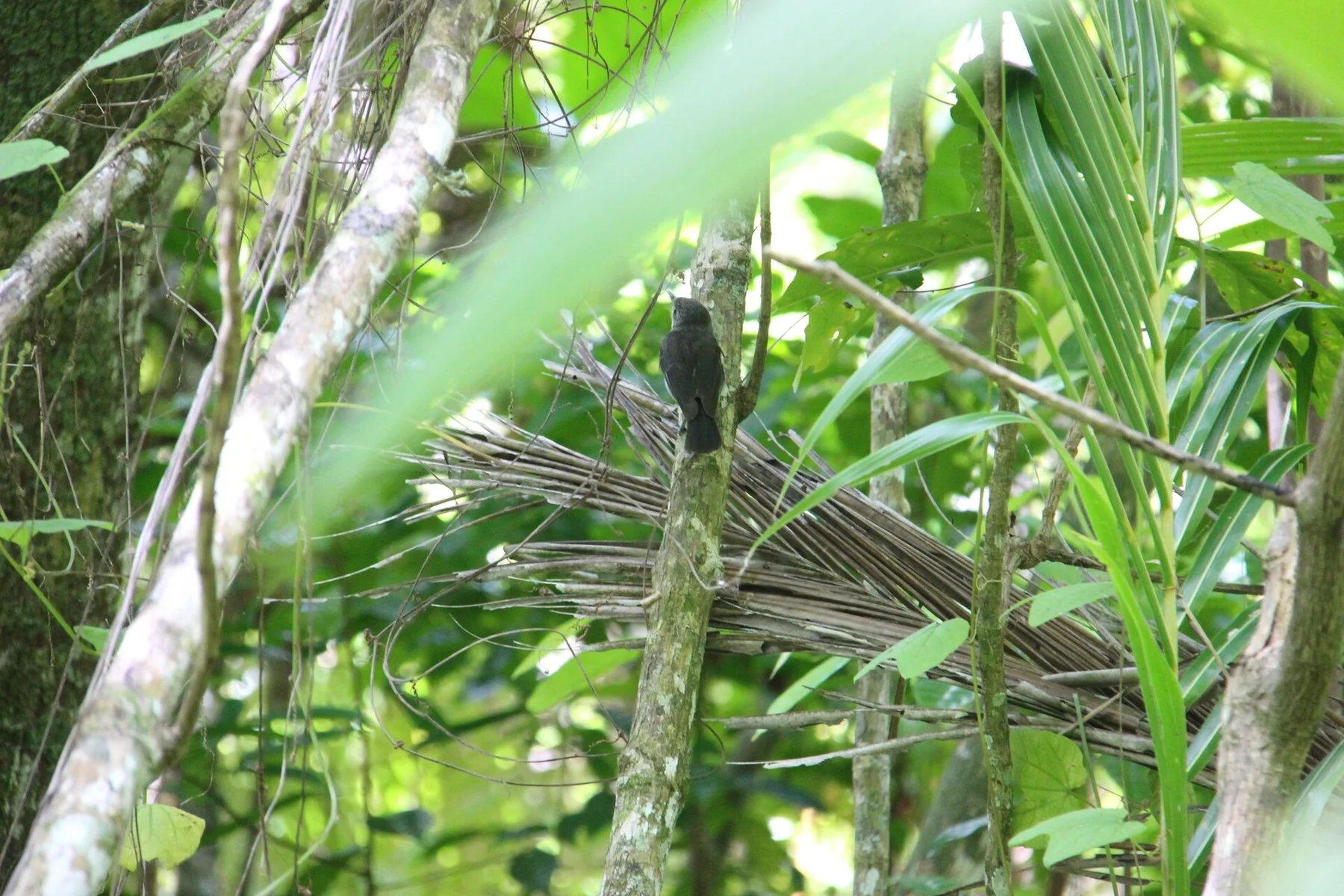 Atiu — view 6