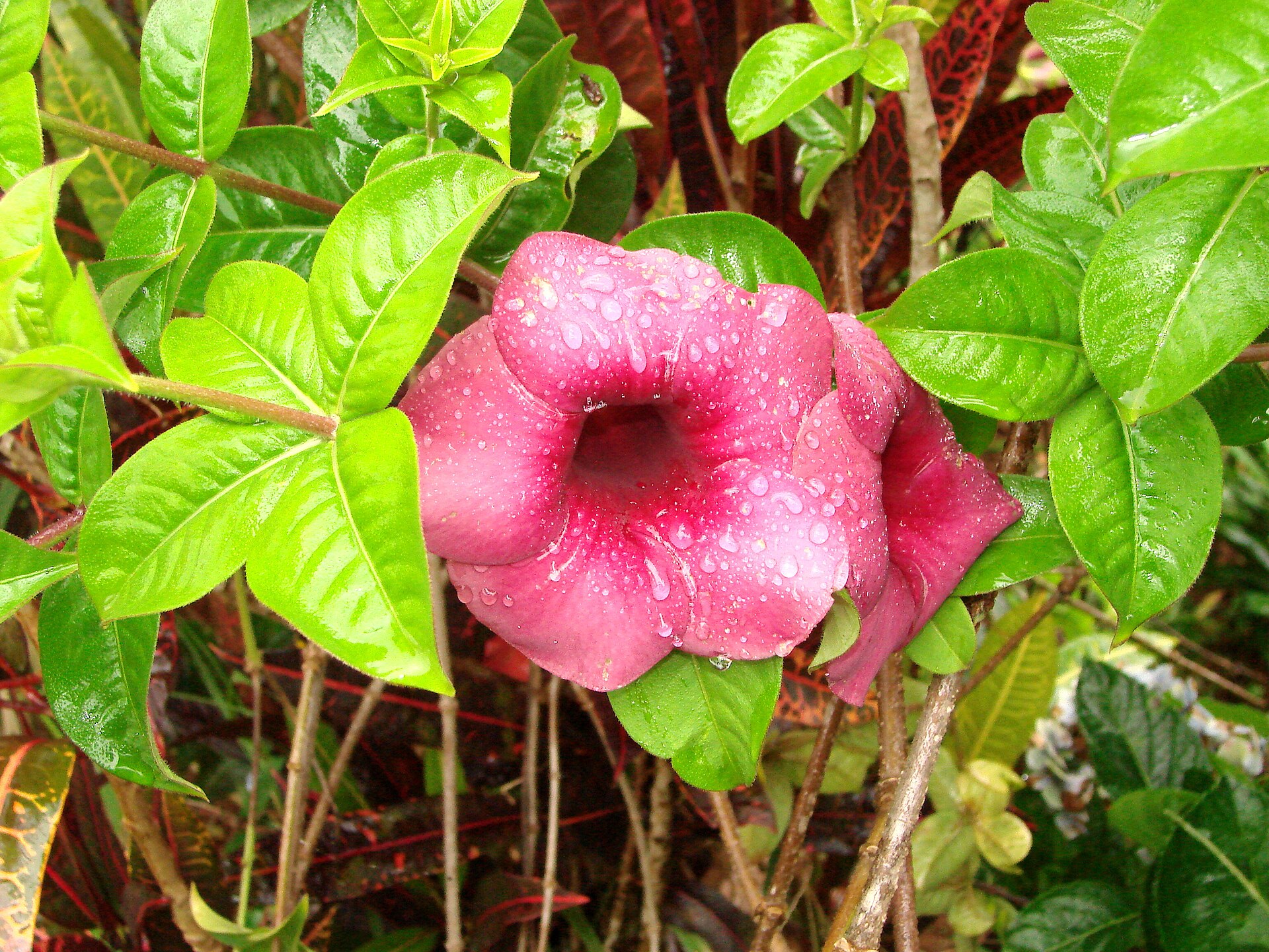 Flower - Bolaven Plateau - Laos