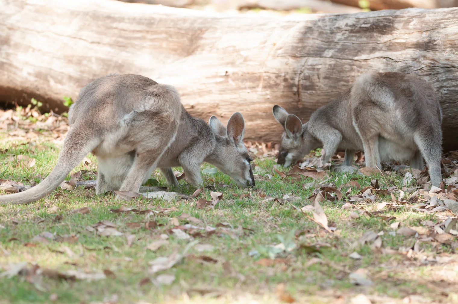 Carnarvon Gorge — view 4