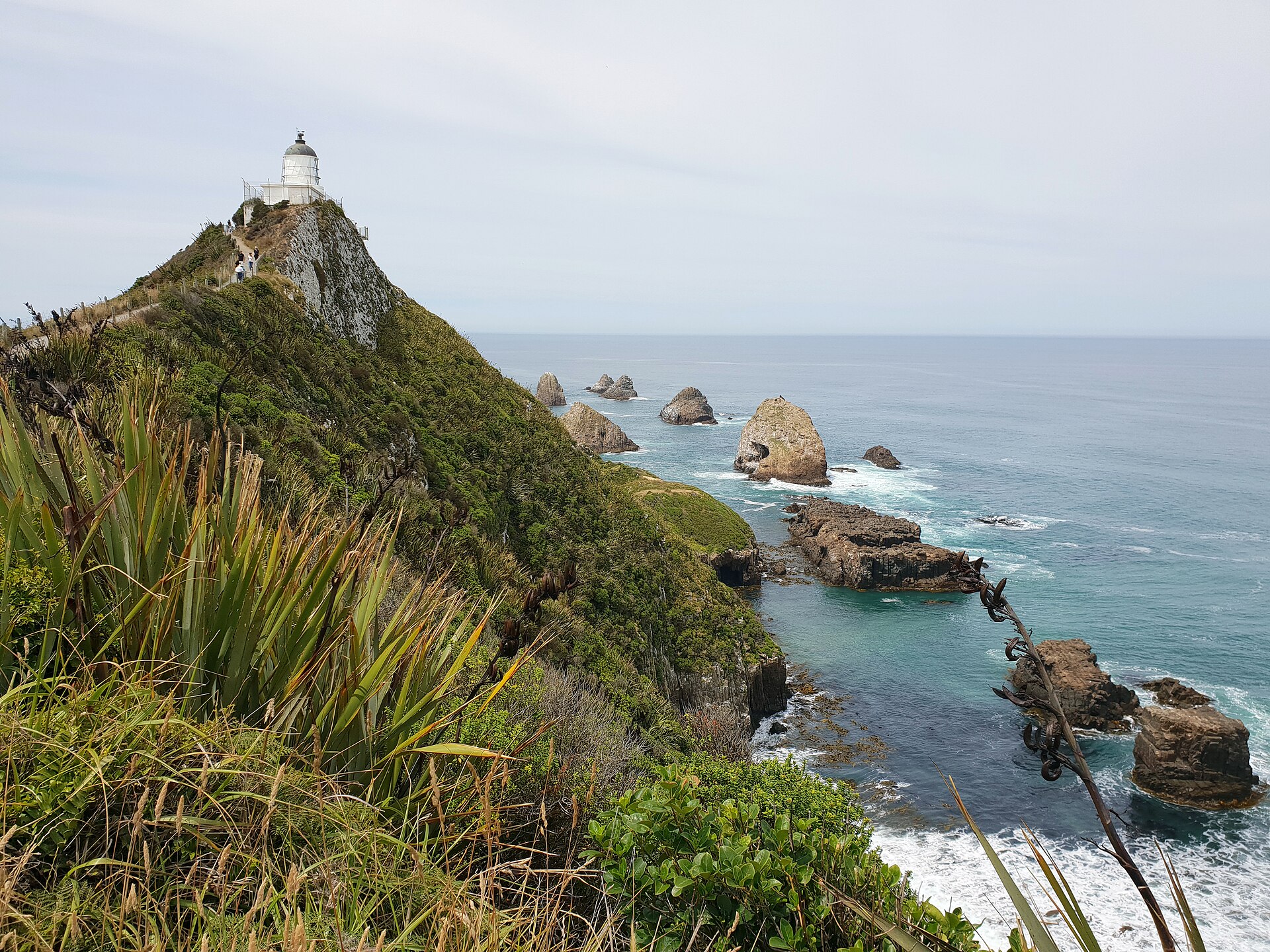 2019-01-16 133207 Nugget Point anagoria