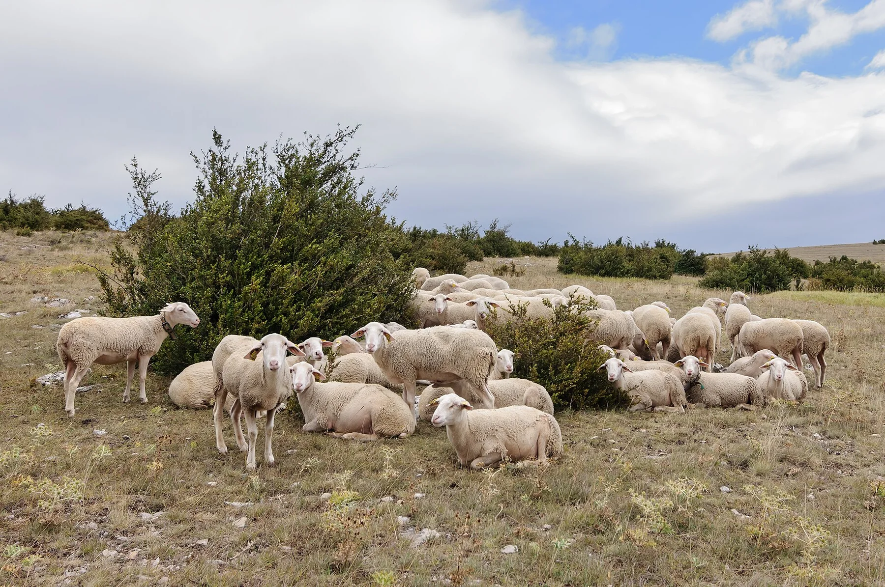 Cevennes — view 5