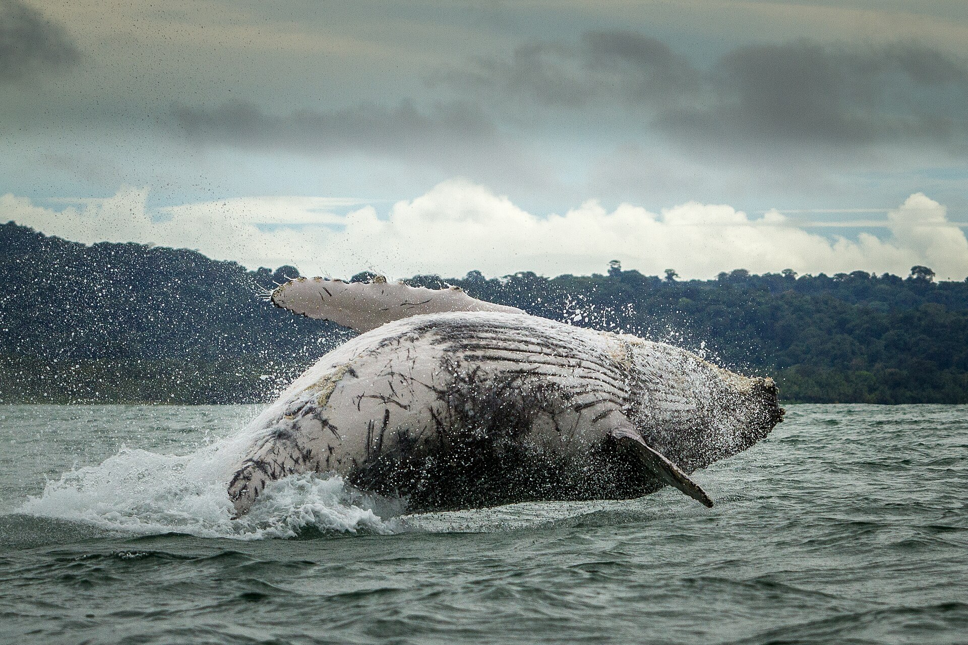 Humpback whale breaching off the coast of Choco, Colombia