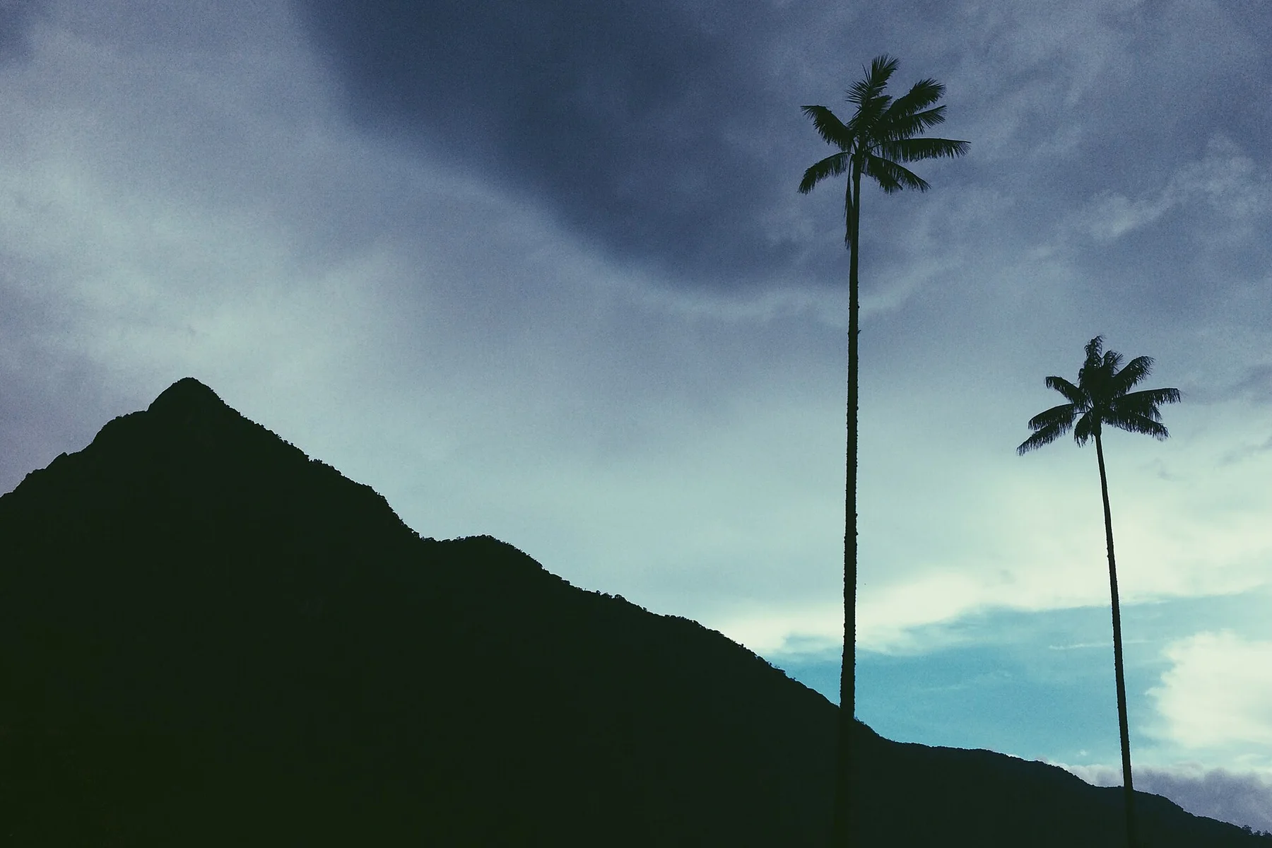 Valle Del Cocora silhouette (Unsplash)
