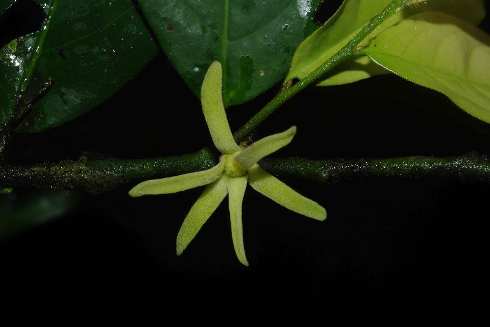 Greenwayodendron suaveolens (Annonaceae) from the Dja Faunal Reserve