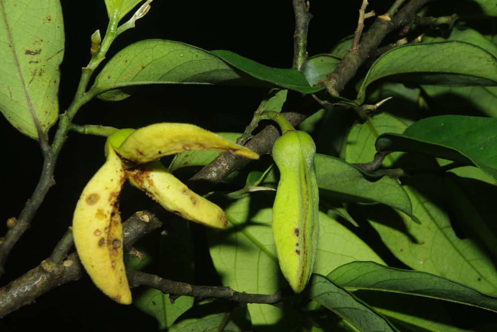 Annickia affinis (Annonaceae) from the Dja Faunal Reserve