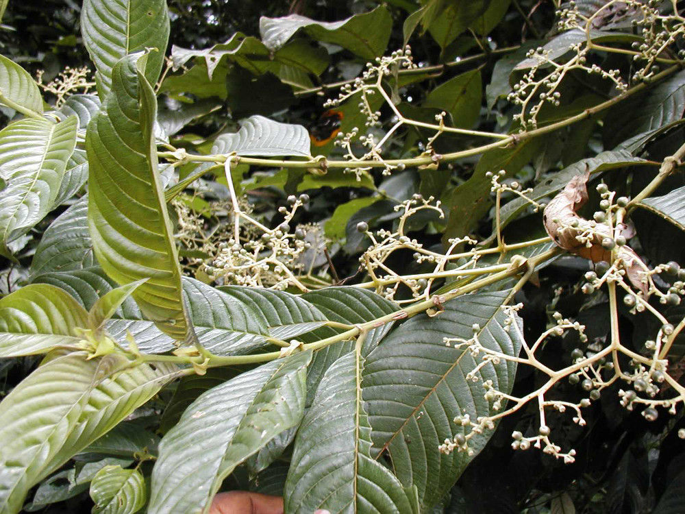 Pauridiantha floribunda (Rubiaceae) from the Dja Faunal Reserve