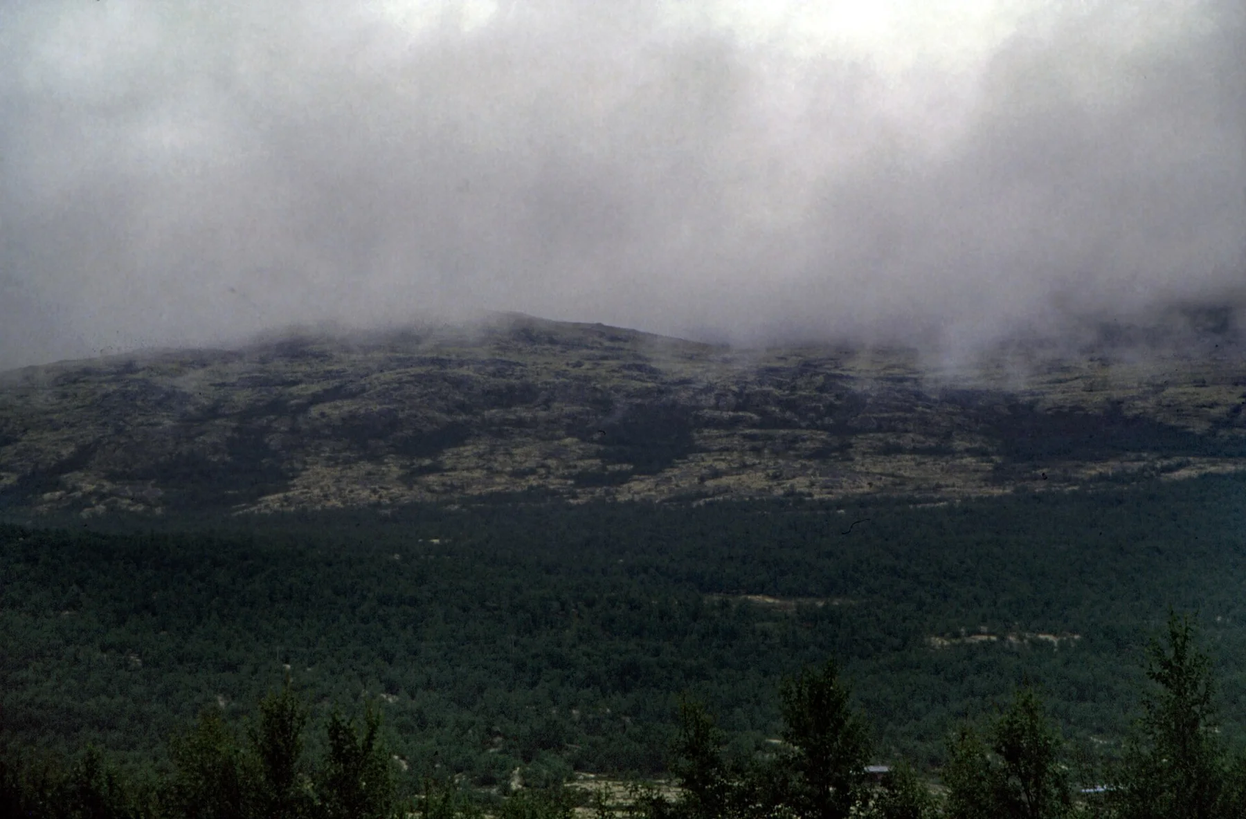 Dovrefjell - vedere 13