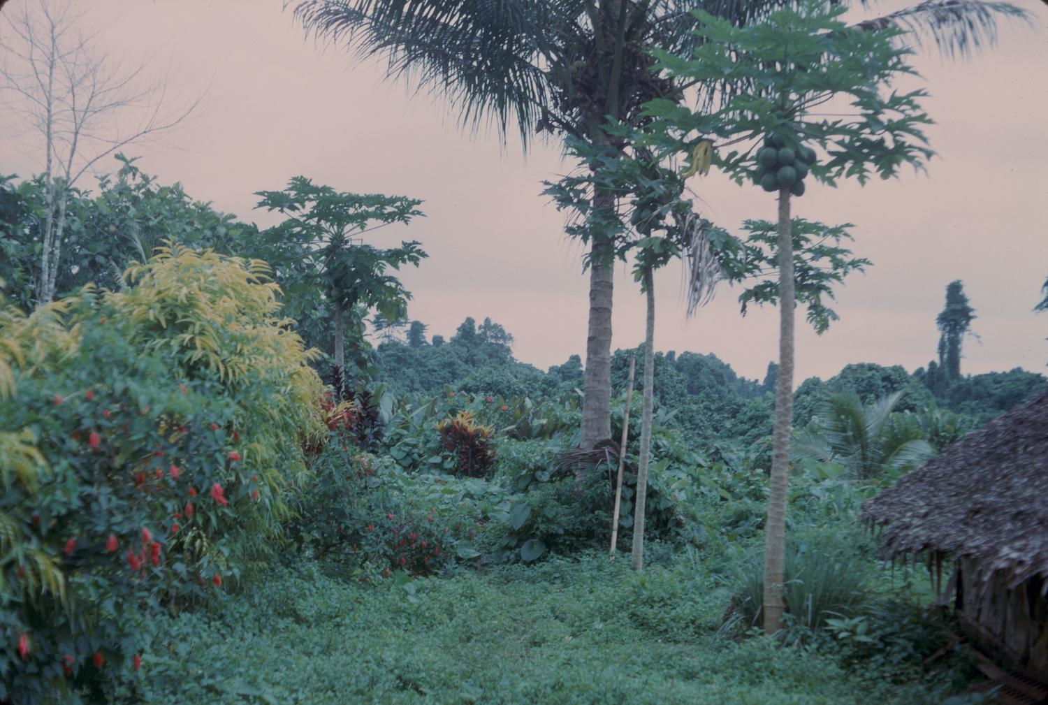 (Landscape of foliage on Espiritu Santo, Vanuatu) - DPLA - 46ec88e7c51b64a6a2339c01963566f8
