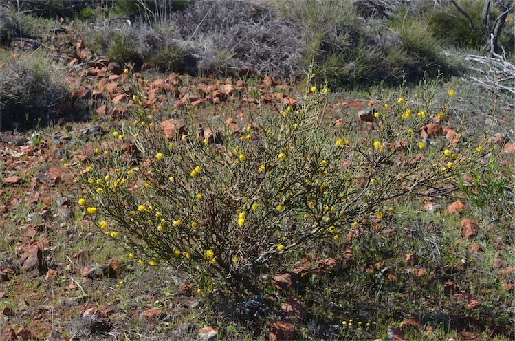 Gawler Ranges - view 9