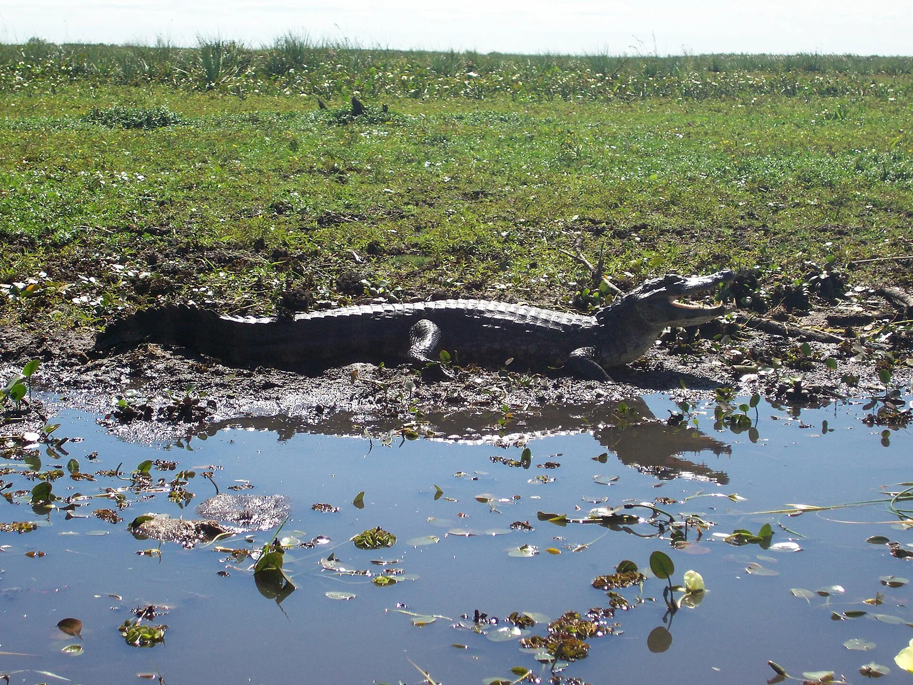 Ibera Wetlands — view 6
