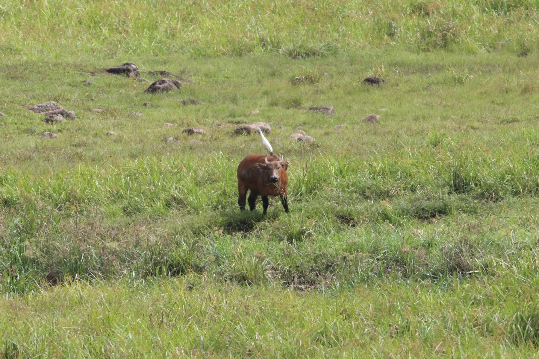 African forest buffalo and egret