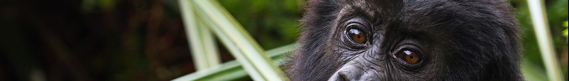 Kahuzi Biega National Park Banner