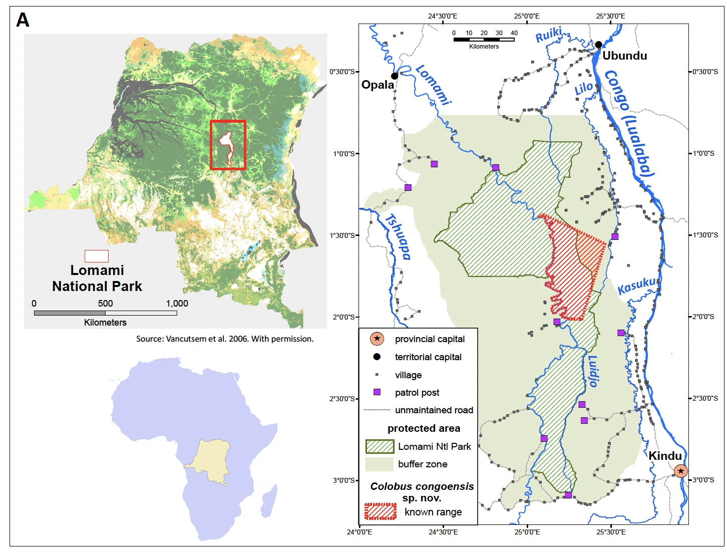 Distribution of Colobus congoensis in the Lomami National Park