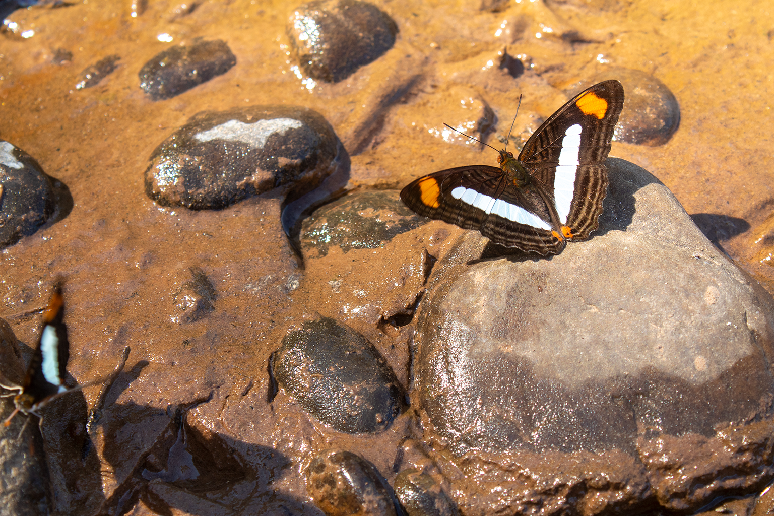 Parque Nacional Madidi - La Paz - Bolivia 10
