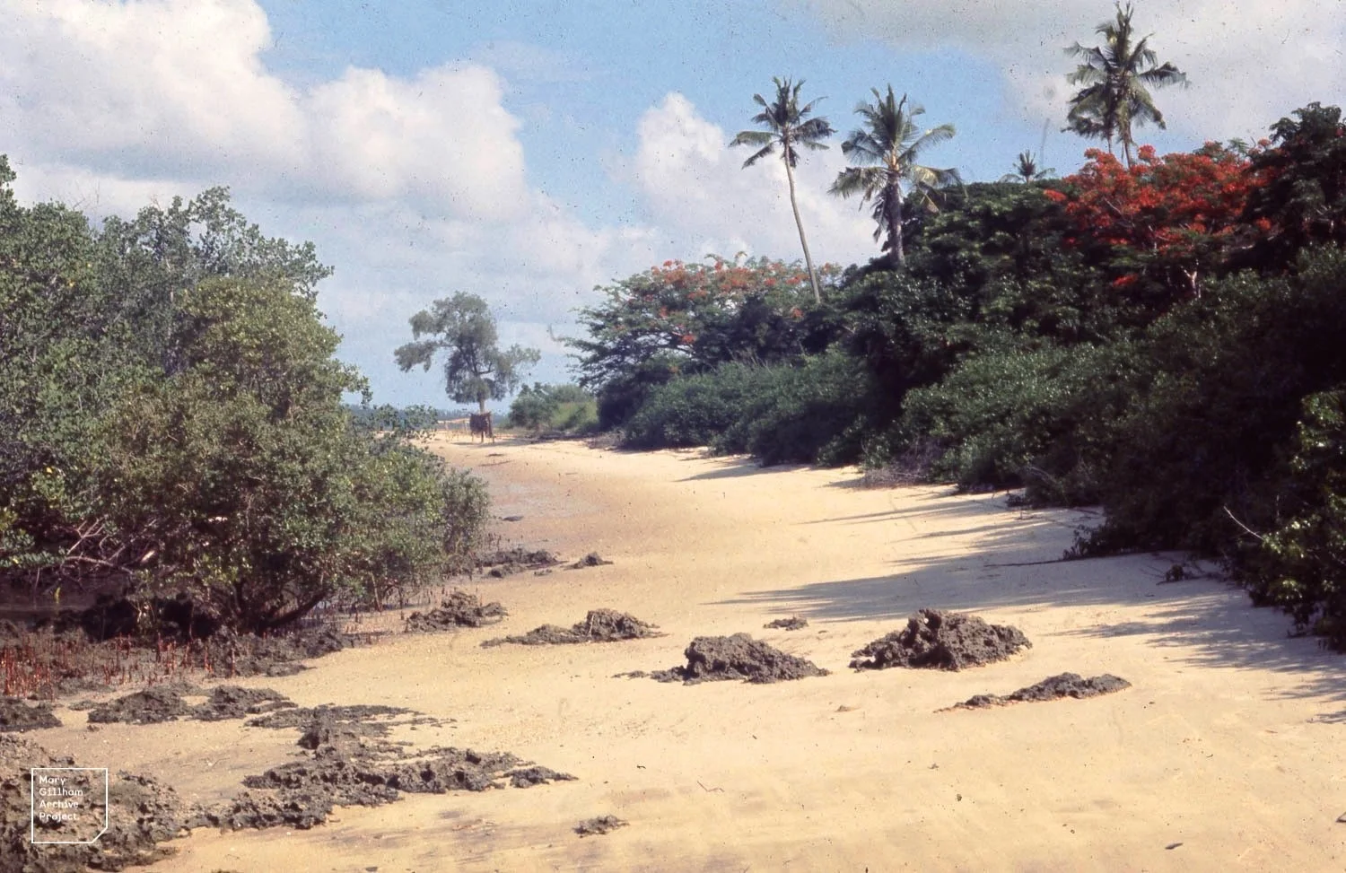 Chole Island. Poinciana in bush. Casuarina on beach. Mangroves left