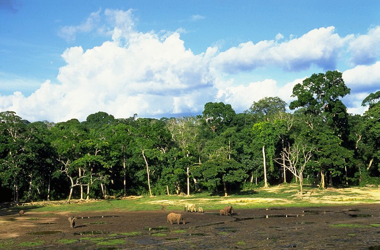 Dzanga