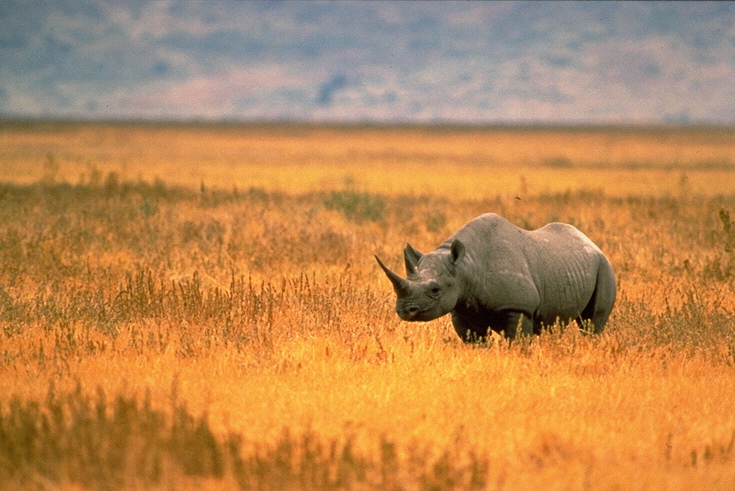 BlackRhino-USFWS