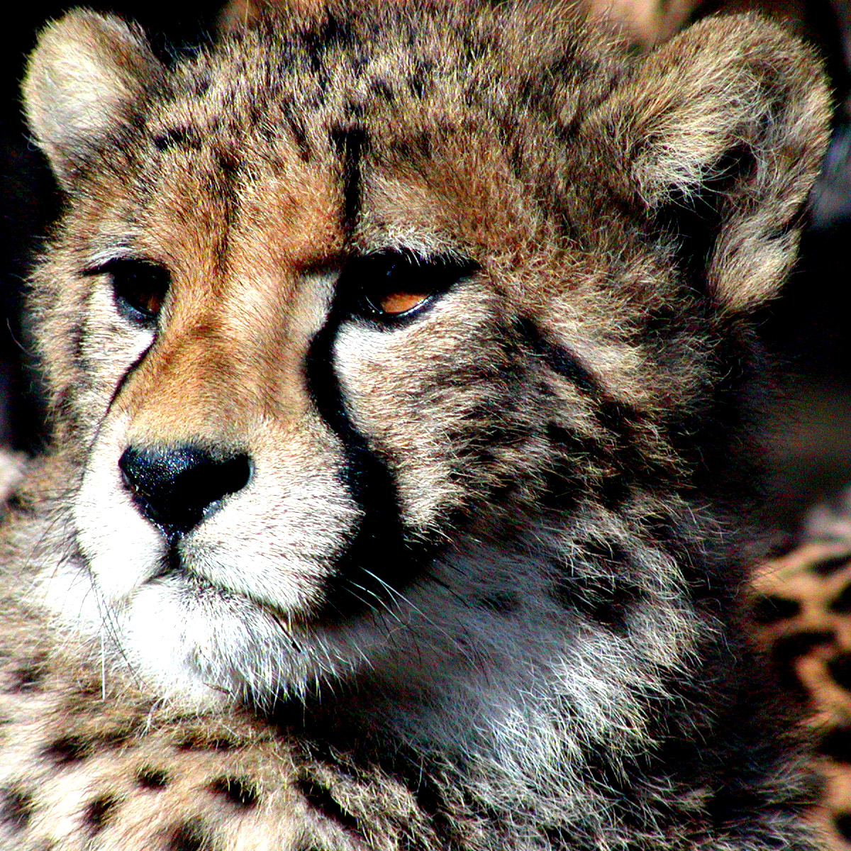 Cheetah