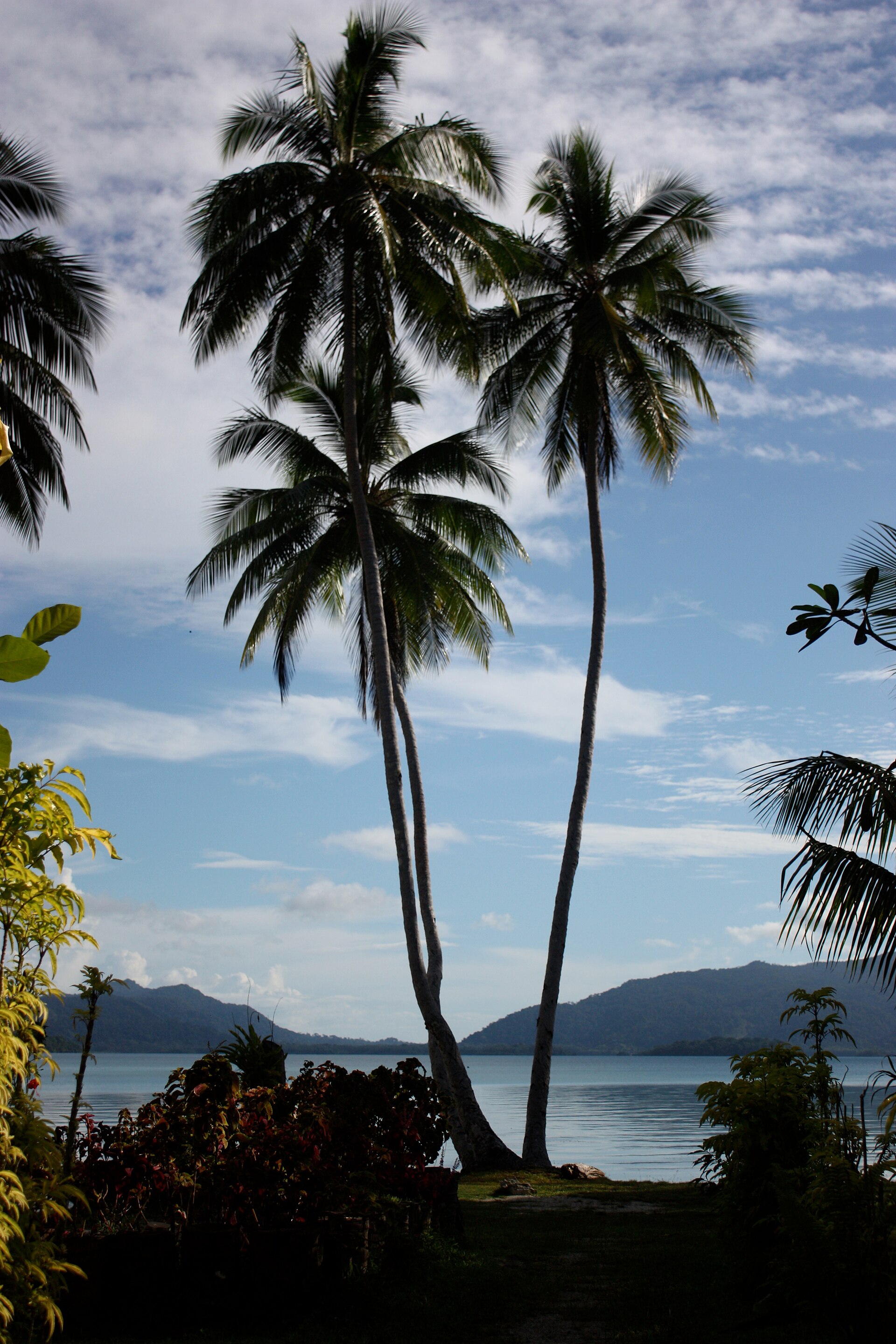 Palm Tree at Marovo Lagoon (16 August 2008)