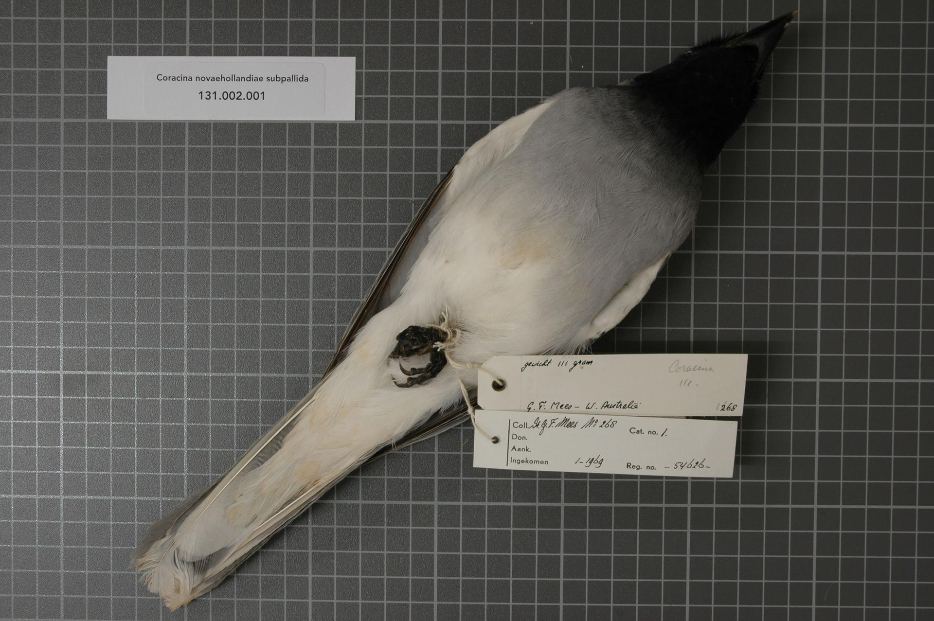 Naturalis Biodiversity Center - RMNH.AVES.54626 2 - Coracina novaehollandiae subpallida Mathews, 1912 - Campephagidae - bird skin specimen