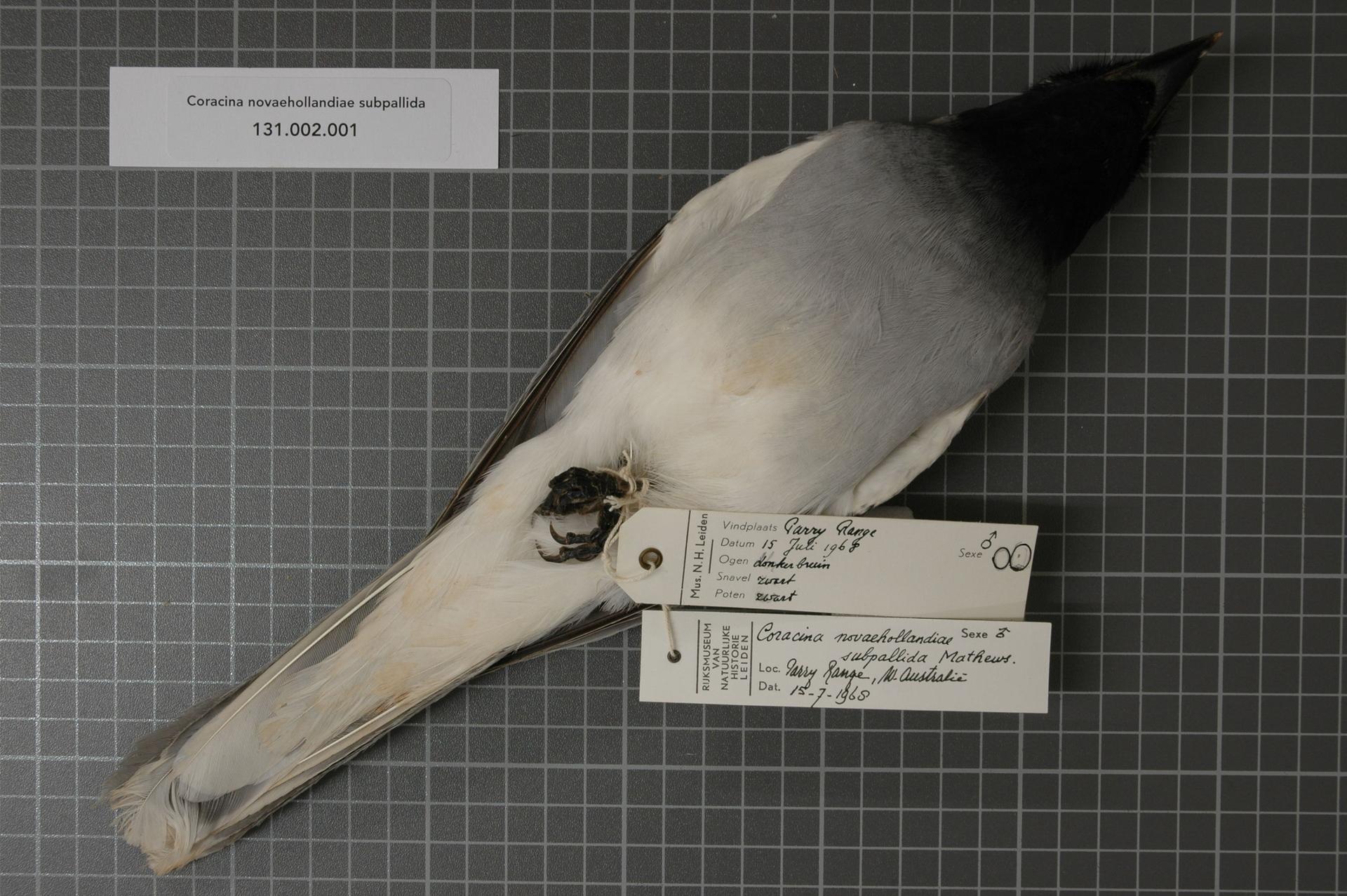 Naturalis Biodiversity Center - RMNH.AVES.54626 1 - Coracina novaehollandiae subpallida Mathews, 1912 - Campephagidae - bird skin specimen