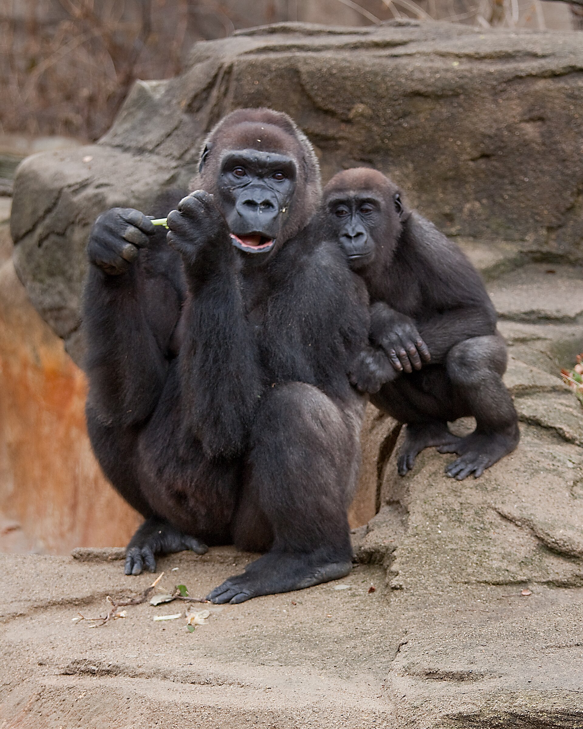 WesternLowlandGorilla05