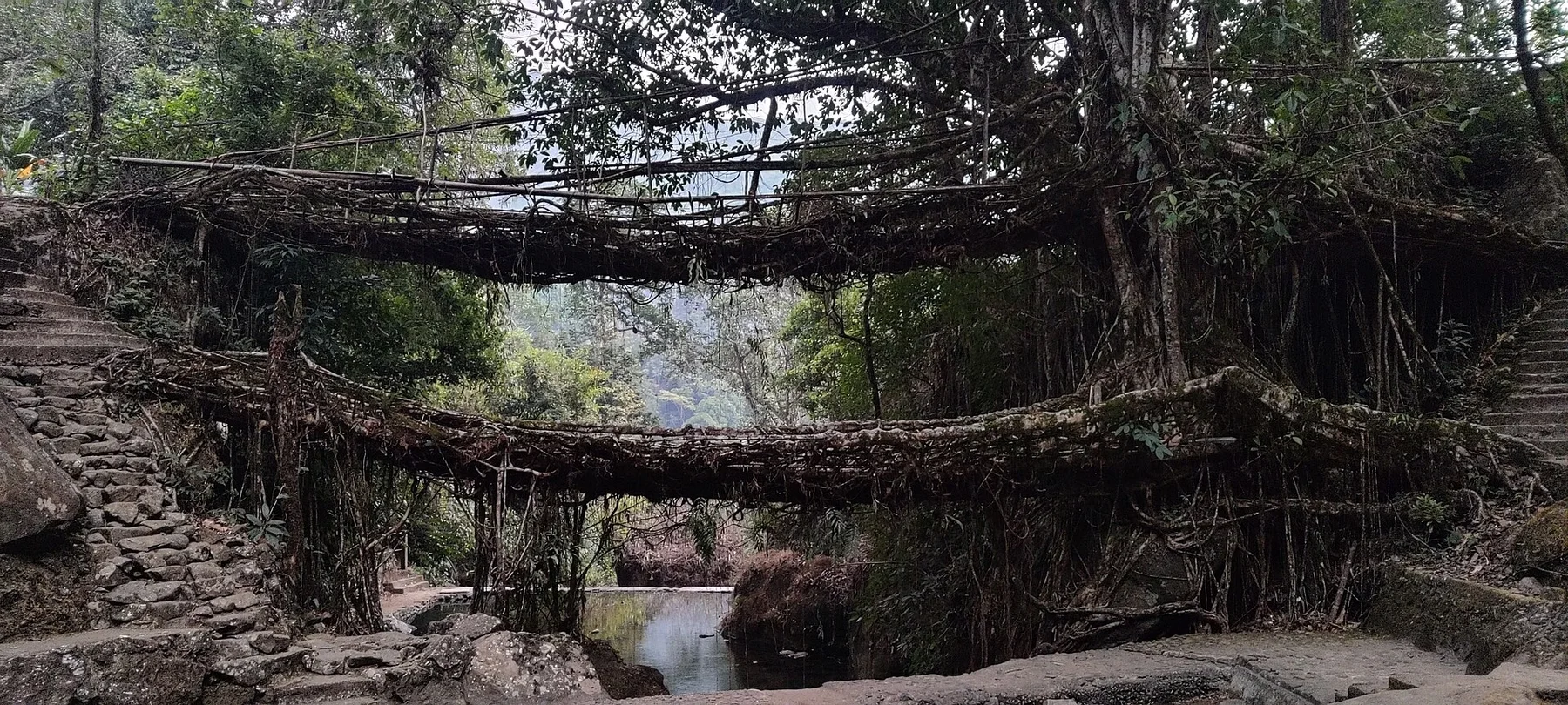 Umshiang Double-Decker Root Bridge 01