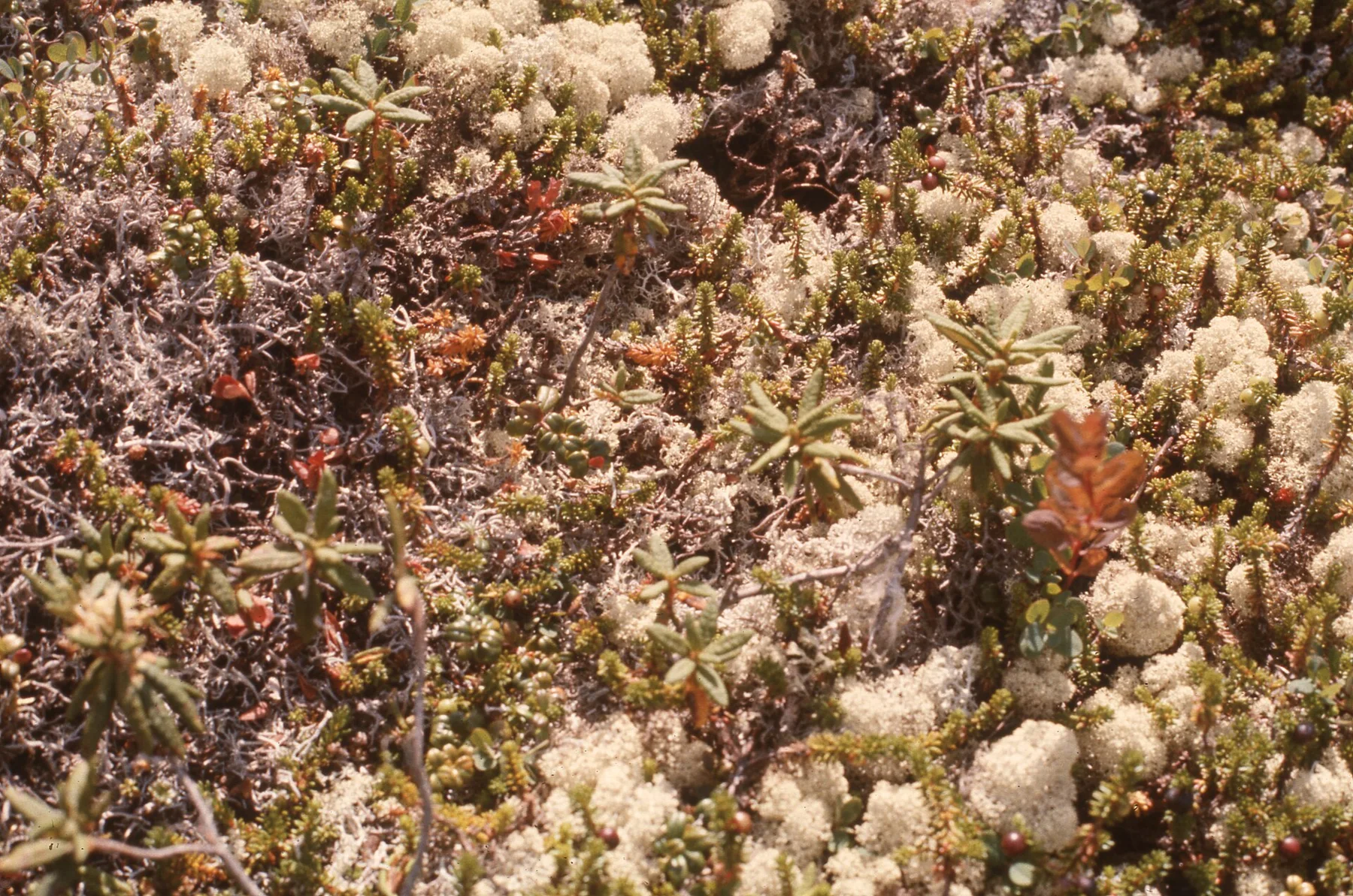 012 049 Iles Mingan Niapiscau flore