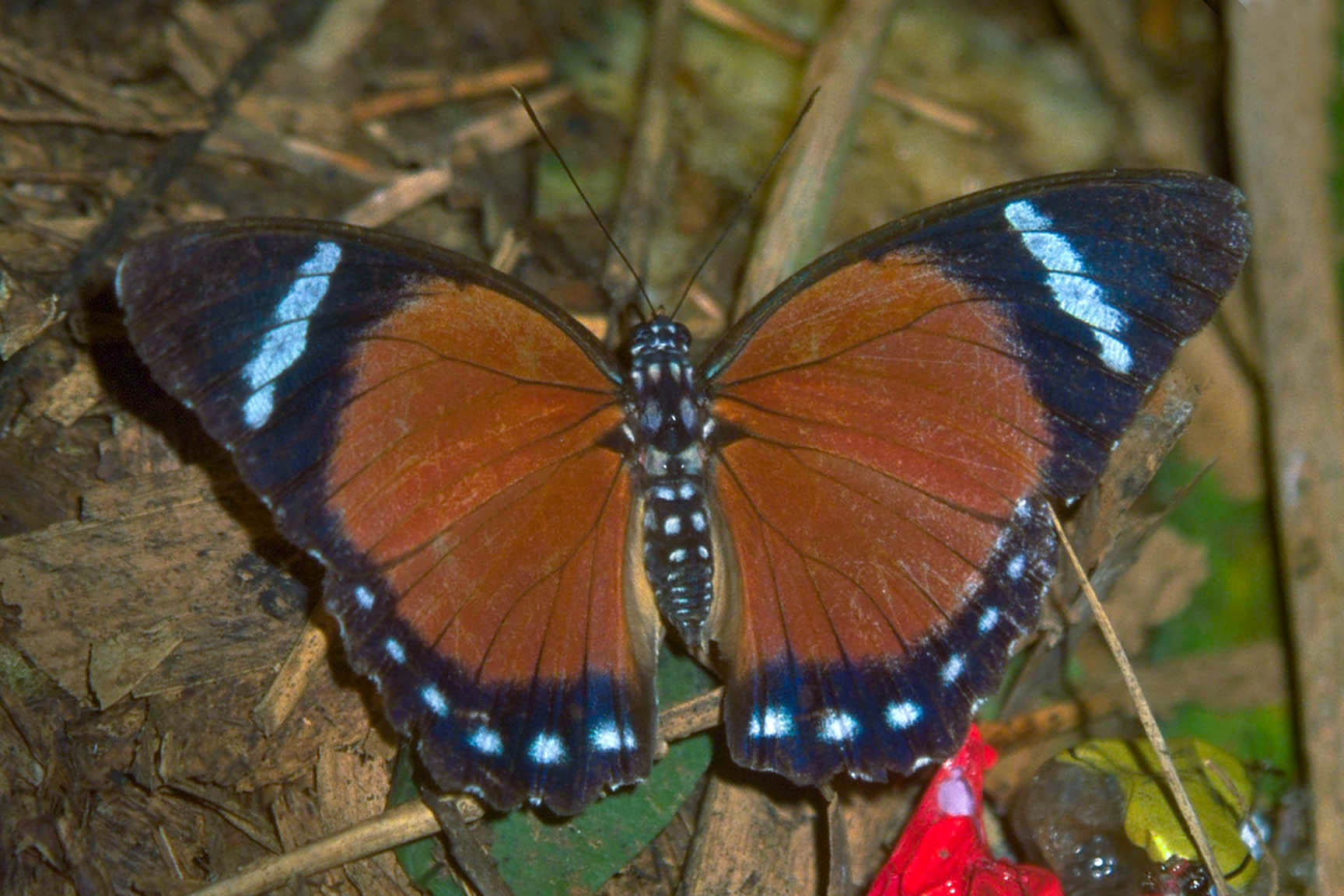 Euphaedra eleus eleus (Eleus Orange Forester) - 11890569766