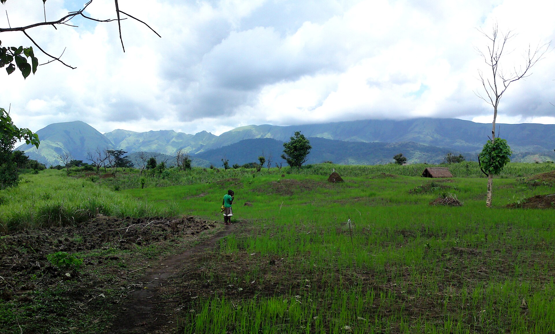 Nimba Mountains (14418614820)