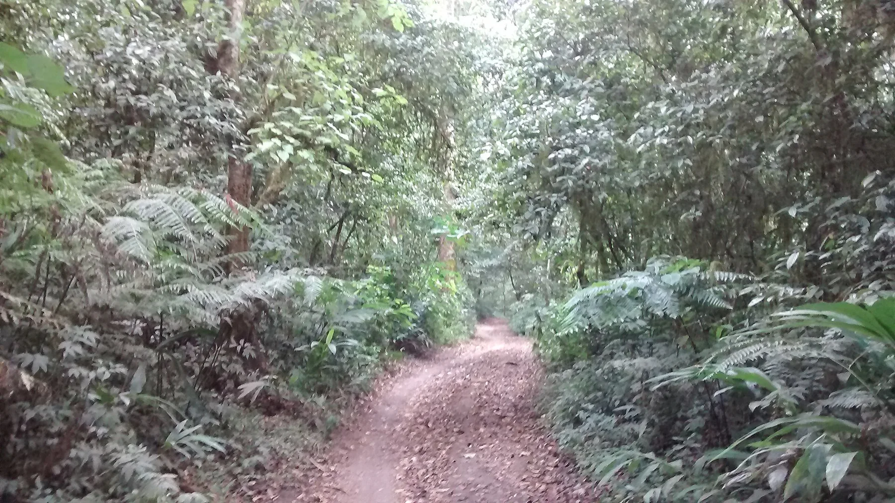 Munduk Highlands — view 5
