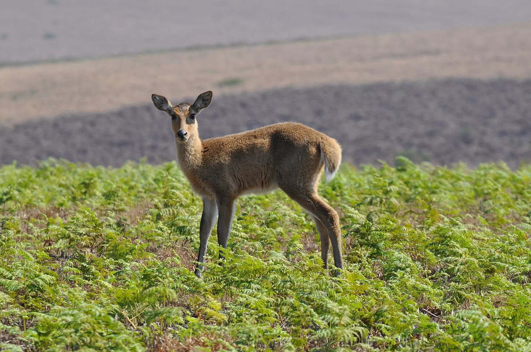 Nyika Plateau — view 3
