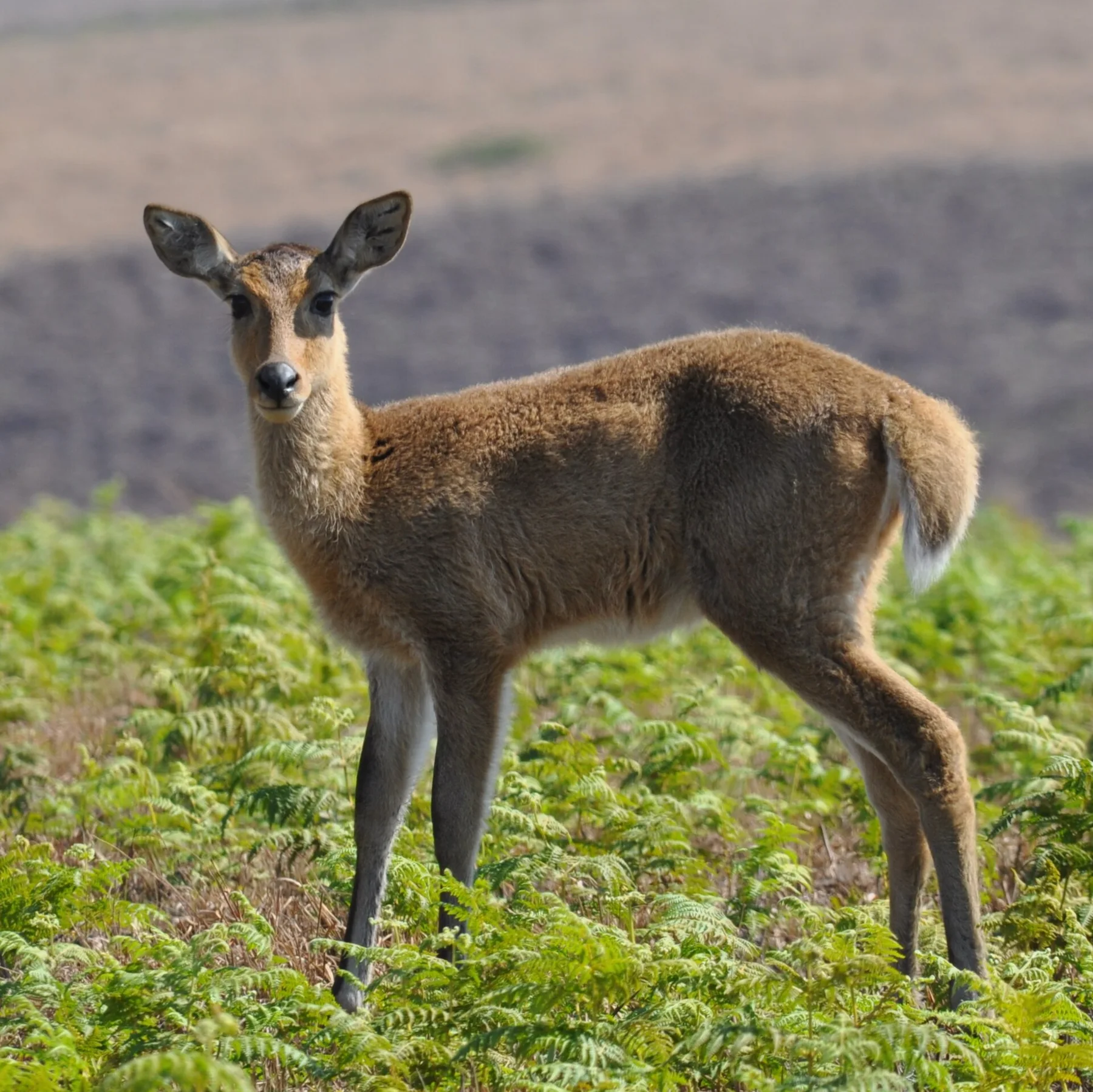 Nyika Plateau — view 5