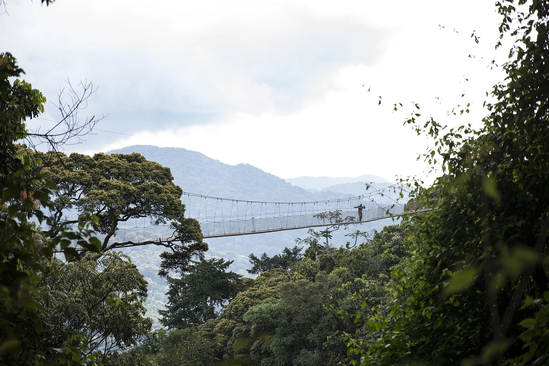 Nyungwe Canopy Walk