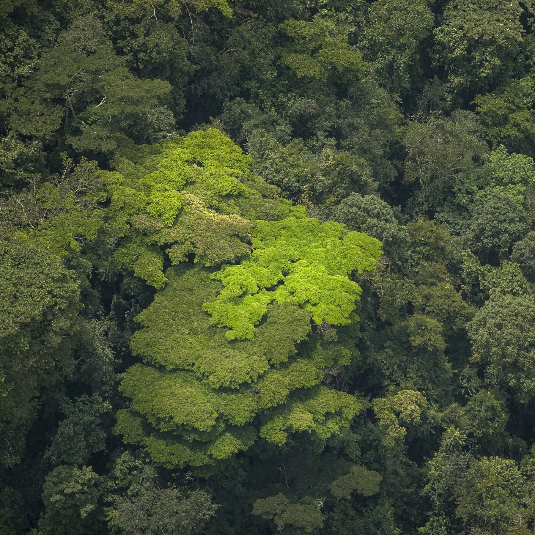 Nyungwe Forest - view 8