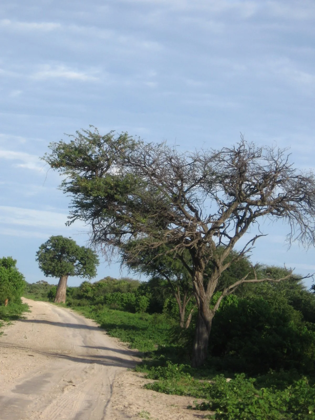 Okavango Panhandle — view 2