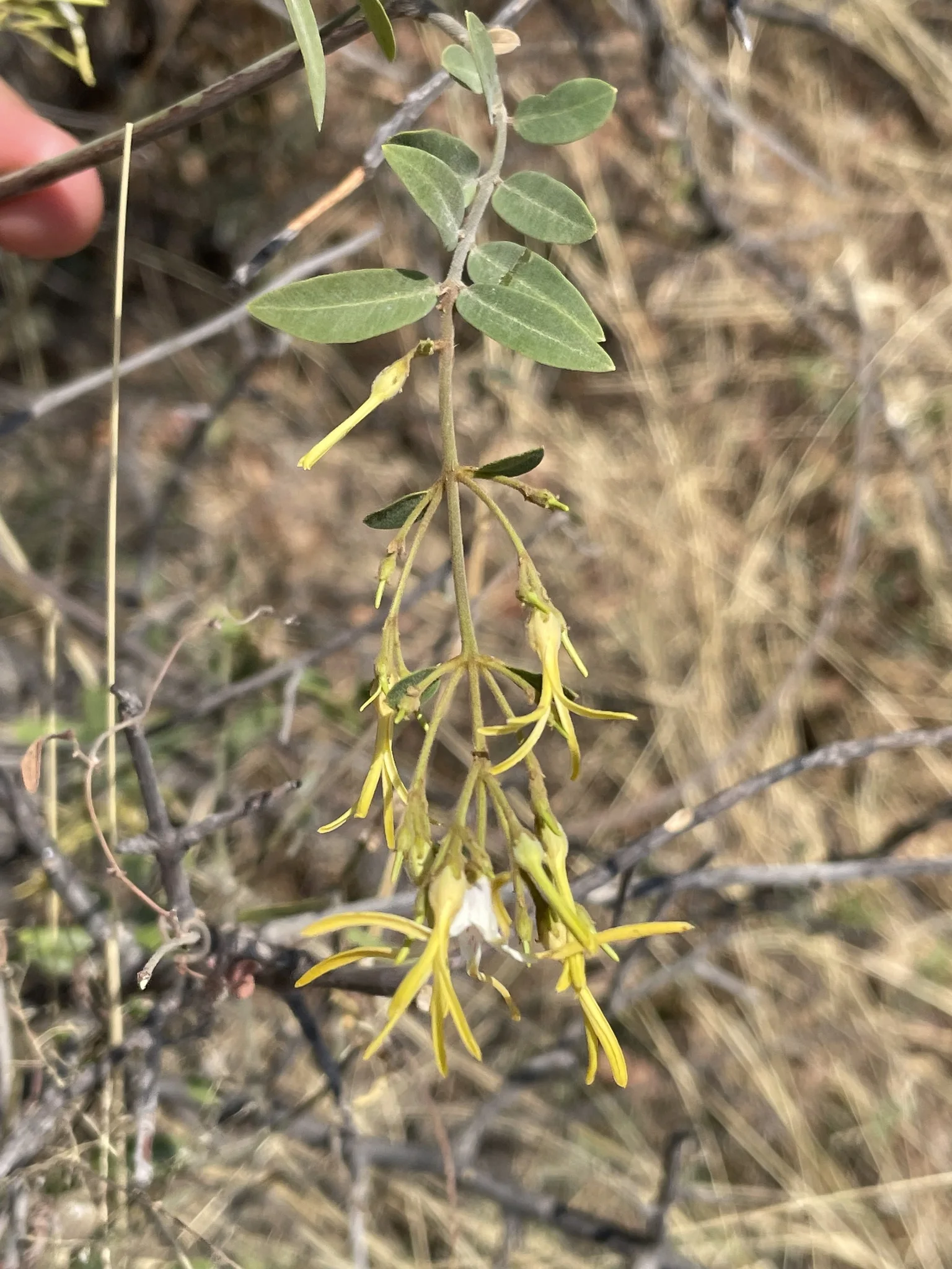 Okavango Panhandle — view 5