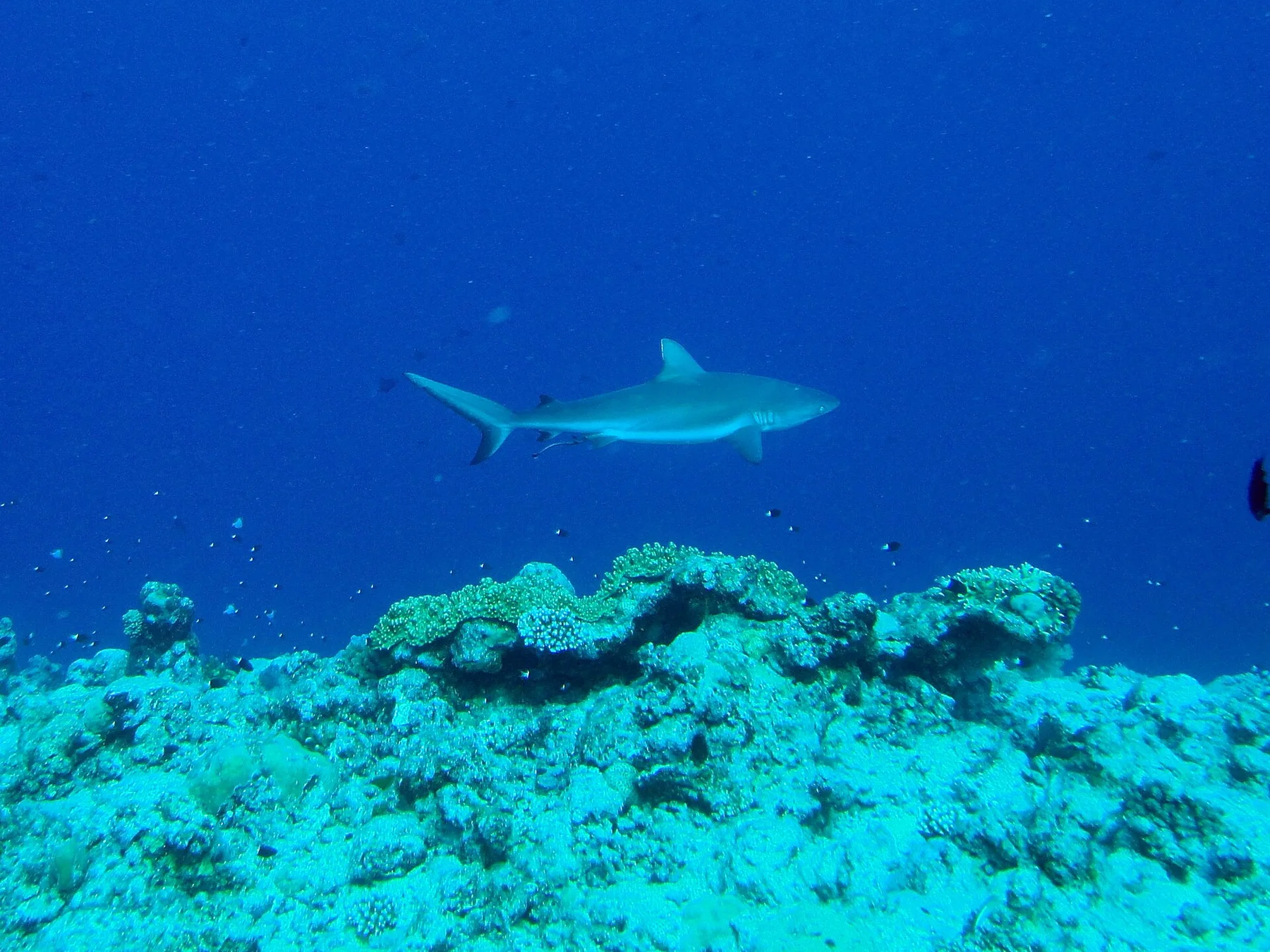 Reef Shark at Blue Corner, Palau (9971847313)