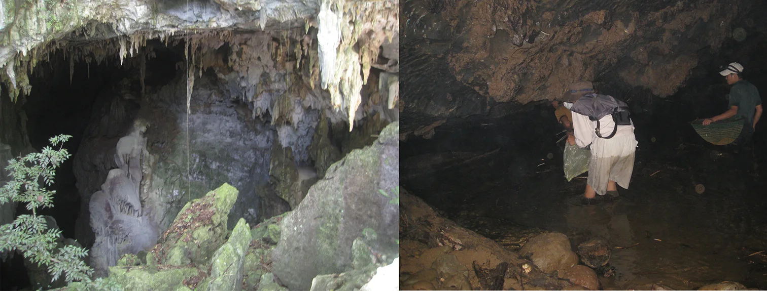 Khe Lanh Cave (10.3897-zookeys.965.52751) Figure 7