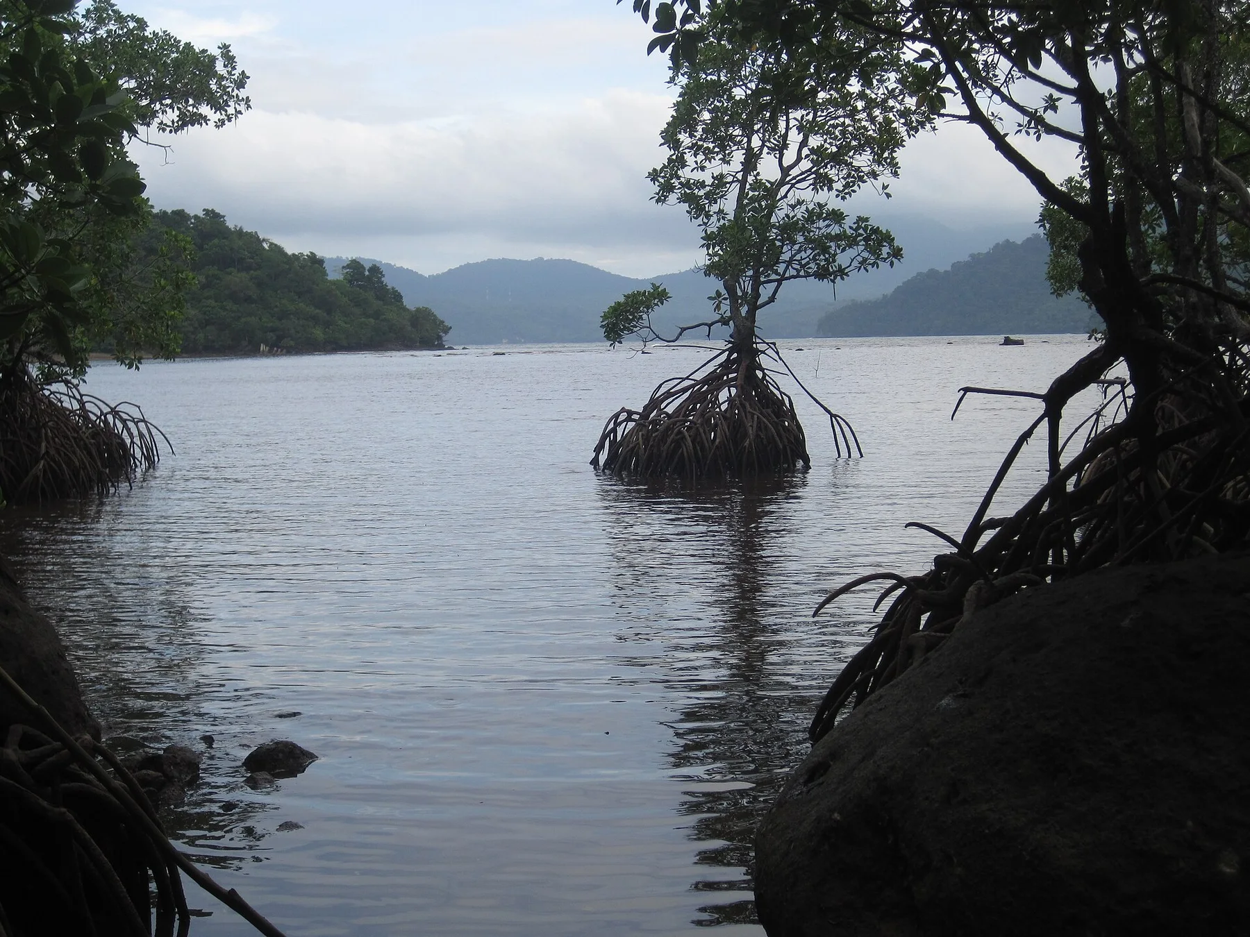 Mangroves in Pulau Weh (8217722738)