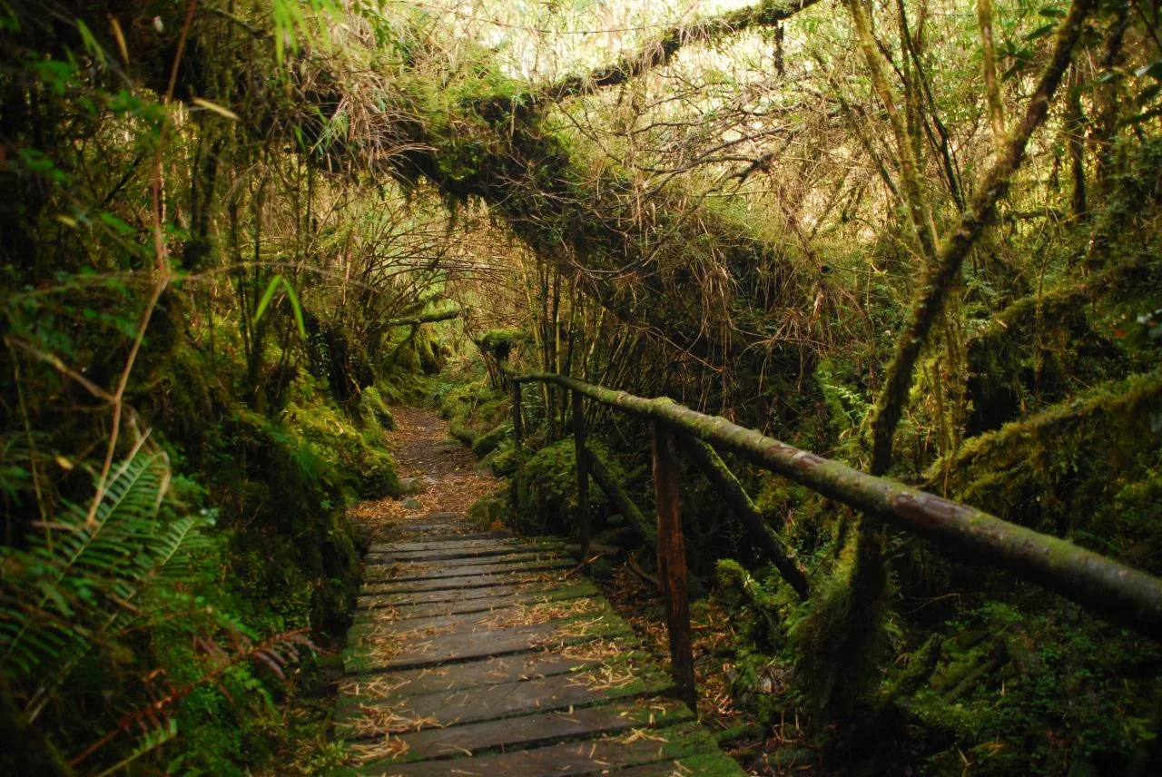 Forest trail in Queulat
