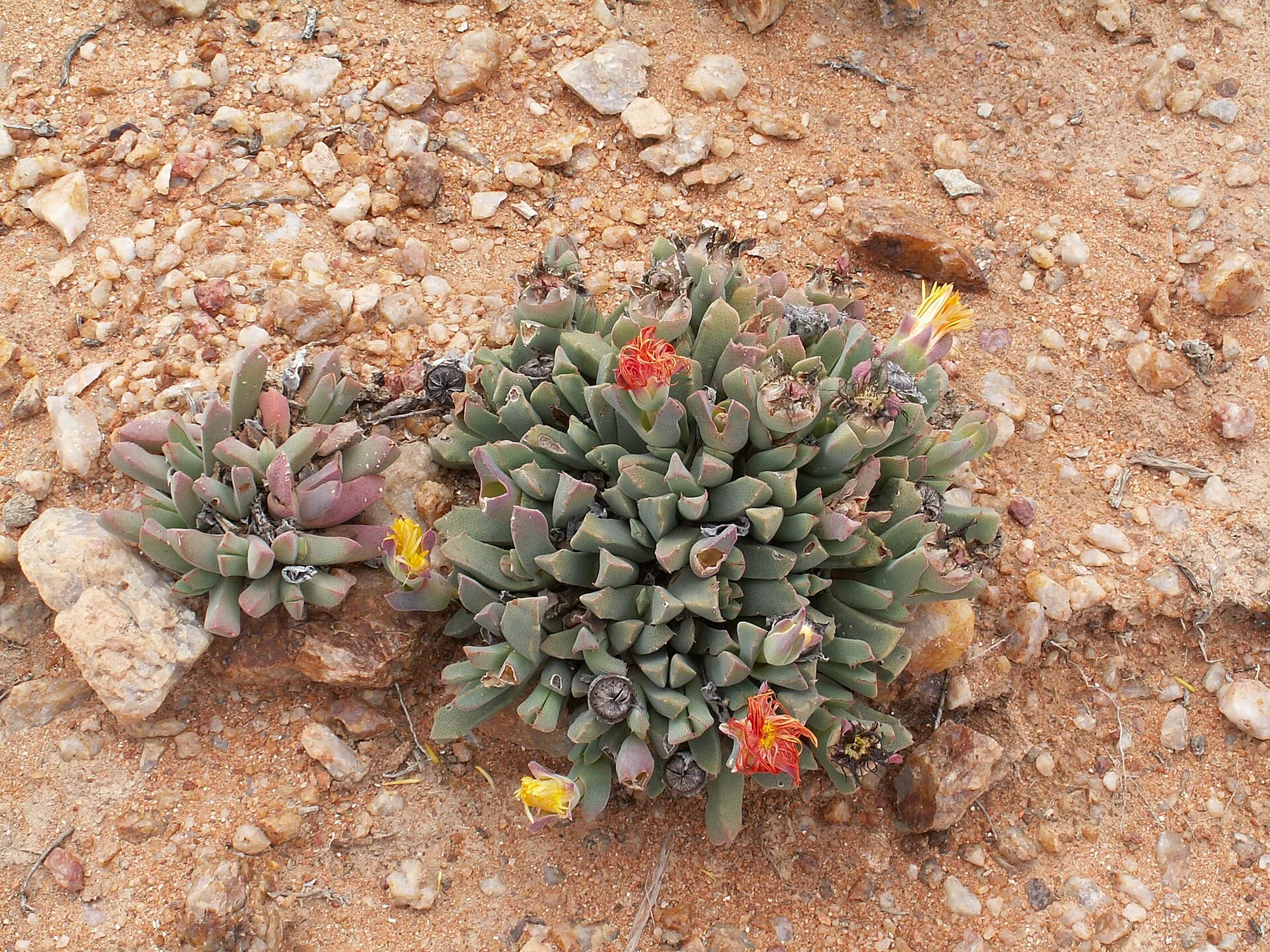 Richtersveld - vedere 9