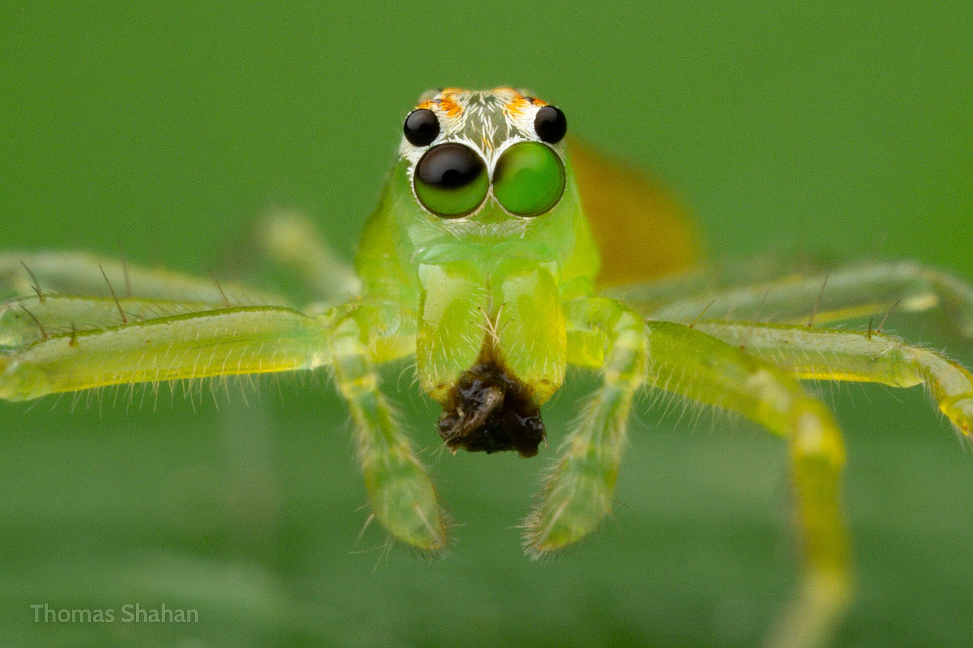 Lyssomanine jumping spider - Rupununi Savannah, Guyana - Flickr - Thomas Shahan 3