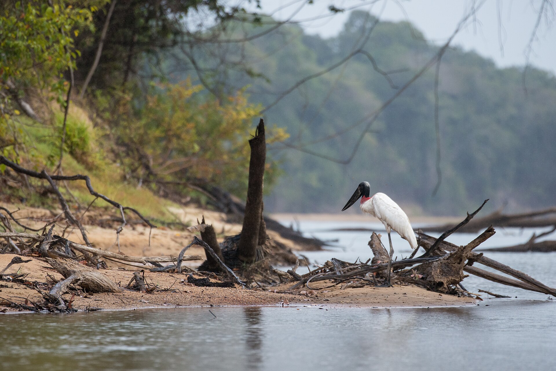 Sustainable wildlife management in the Rupununi, Guyana (P-043560-00-13)