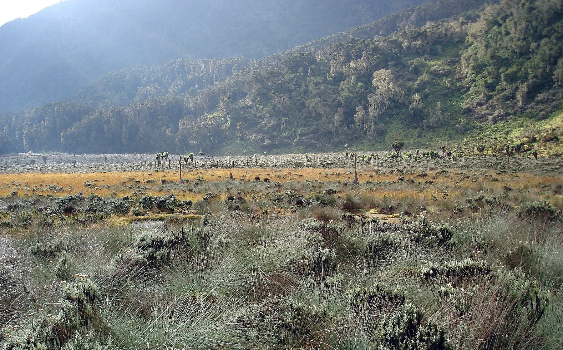 Rwenzori Mountains - view 14