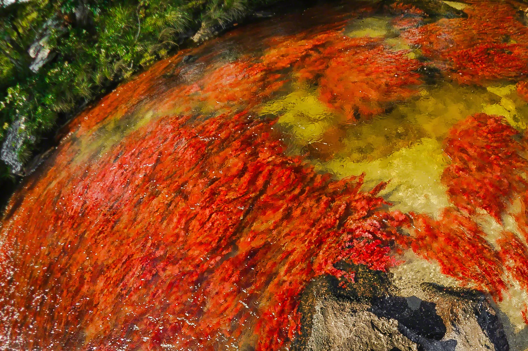 PLANTA ACUÁTICA ROJA MACARENIA CLAVIGERA