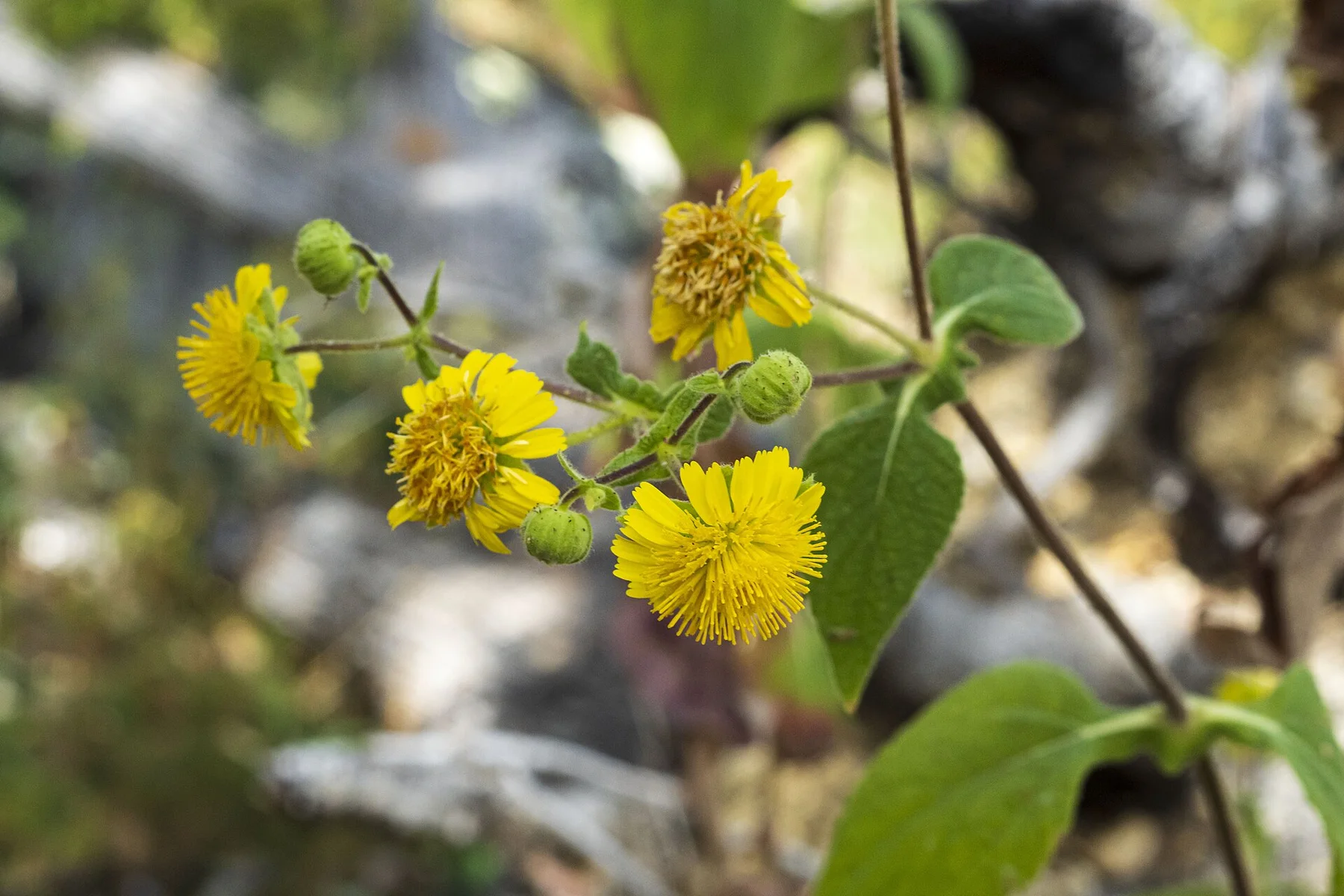 Rumfordia connata 1