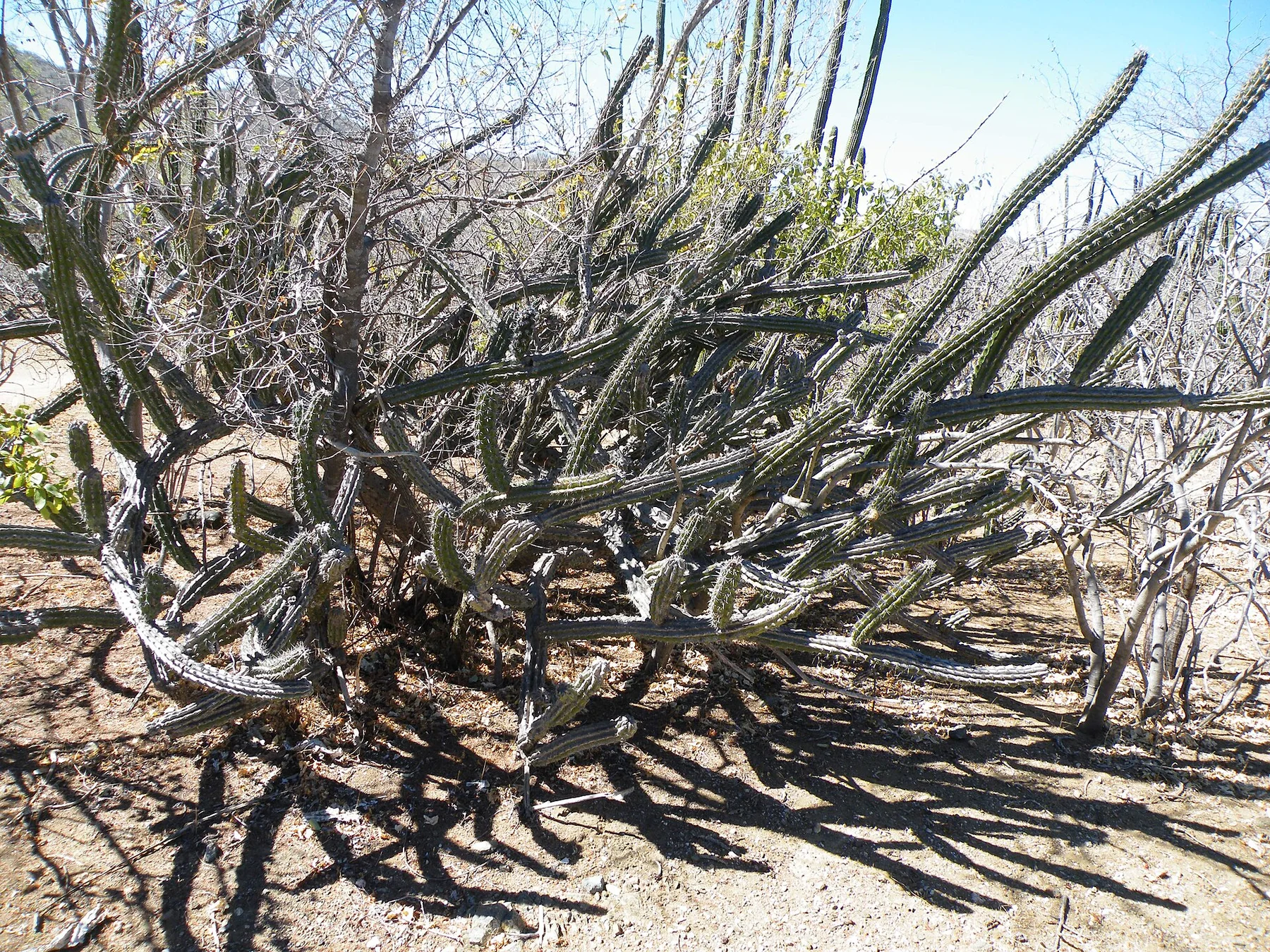 Sierra de la Laguna — view 5